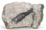 Devonian Crinoid Fossil - Issoumour, Morocco #215211-1